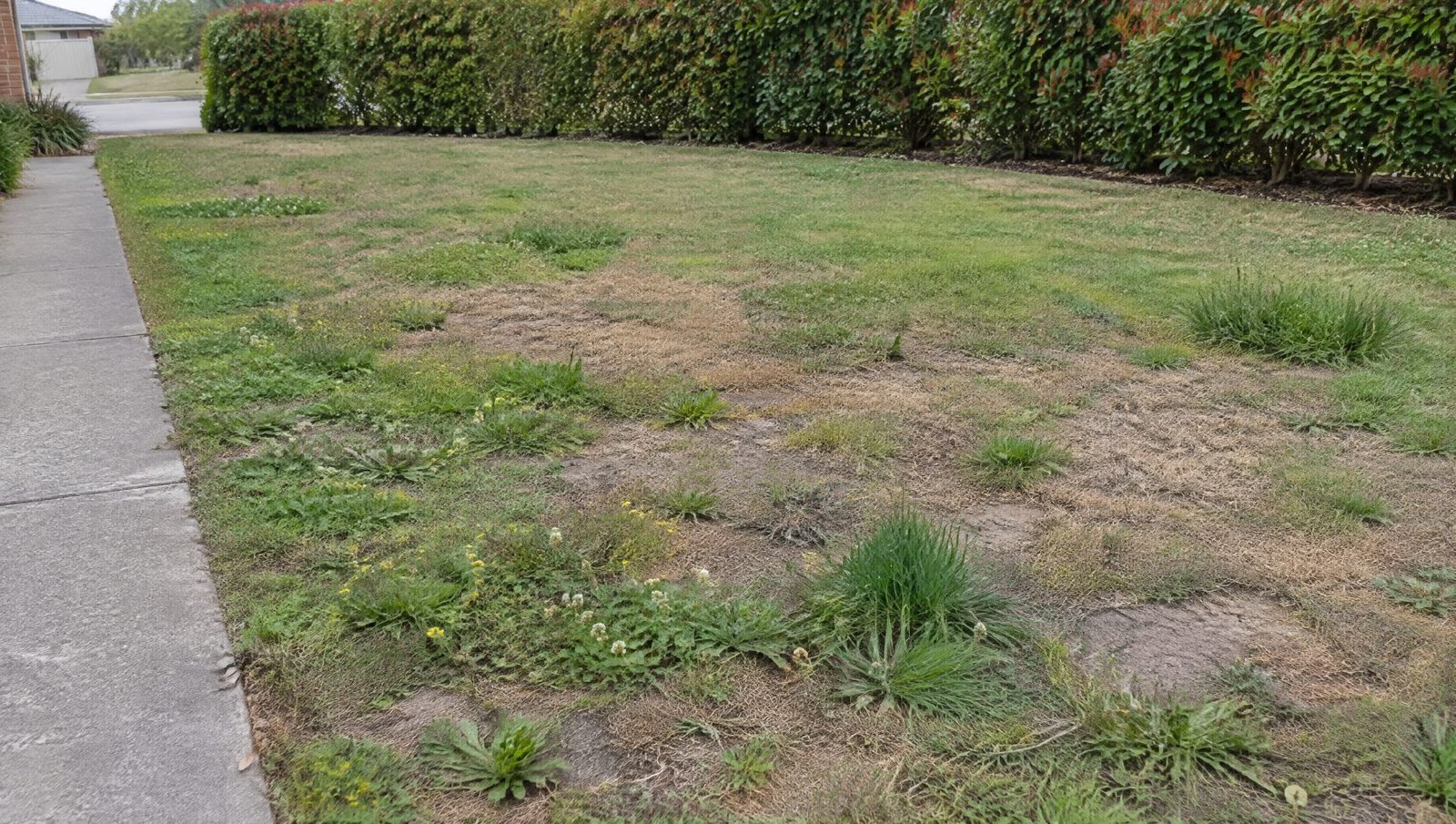Before: a patchy, weedy lawn (demo image)